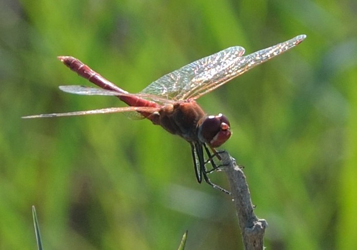 Crocothemis erythraea?